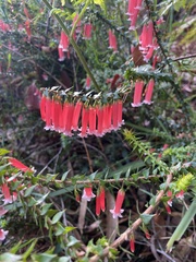 Epacris longiflora