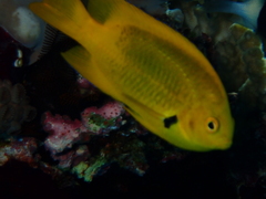 Pomacentrus sulfureus