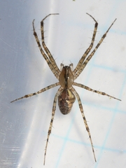 Pityohyphantes