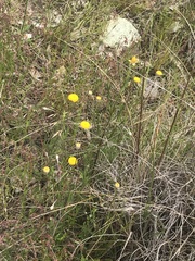 Leptorhynchos squamatus