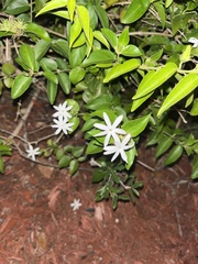 Jasminum