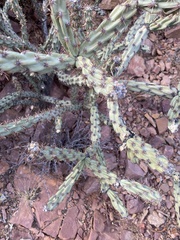 Cylindropuntia acanthocarpa
