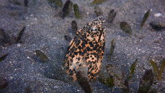 Callechelys marmorata