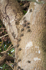 Rhynchonycteris naso