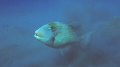 Pseudobalistes flavimarginatus