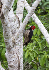 Campephilus guatemalensis