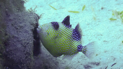 Pseudobalistes fuscus