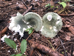Virescentinae