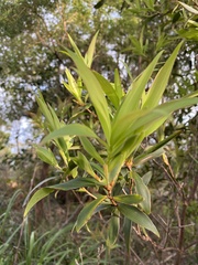 Leucopogon affinis