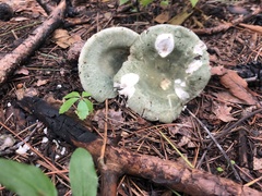 Virescentinae