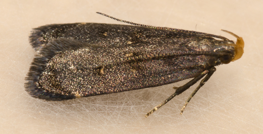 Orange-dotted Dichomeris Moth