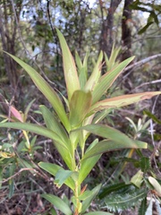 Leucopogon affinis