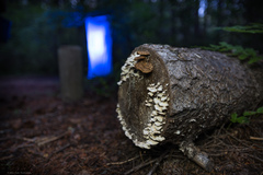 Trichaptum abietinum