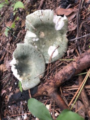 Virescentinae