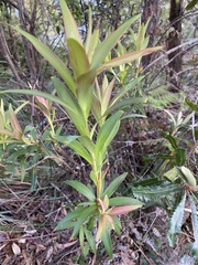 Leucopogon affinis