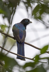 Trogon melanocephalus