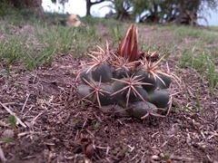 Coryphantha elephantidens