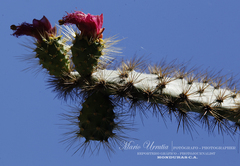 Consolea moniliformis