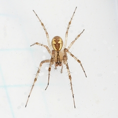 Pityohyphantes