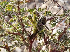 Schistocerca
