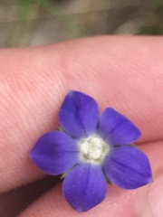 Wahlenbergia multicaulis