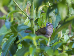 Arremonops rufivirgatus