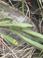 Wahlenbergia multicaulis