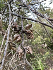 Hakea salicifolia