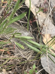 Wahlenbergia multicaulis
