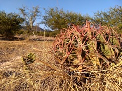 Ferocactus latispinus