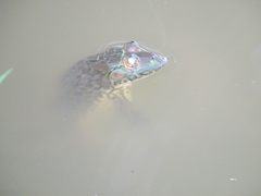 Hoplobatrachus occipitalis
