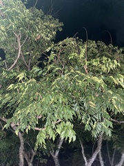 Koelreuteria bipinnata