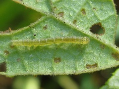 Anomis illita
