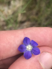 Wahlenbergia multicaulis