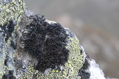 Cornicularia normoerica