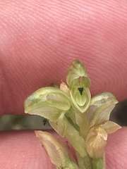 Pterostylis cycnocephala
