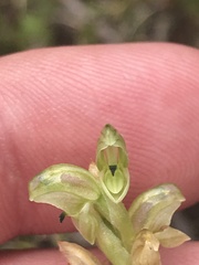Pterostylis cycnocephala