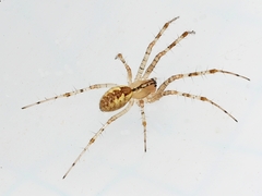 Pityohyphantes