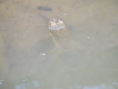 Hoplobatrachus occipitalis