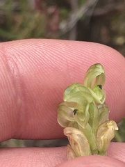 Pterostylis cycnocephala