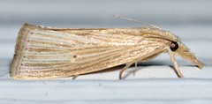 Diatraea
