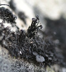 Cornicularia normoerica
