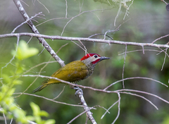 Colaptes rubiginosus
