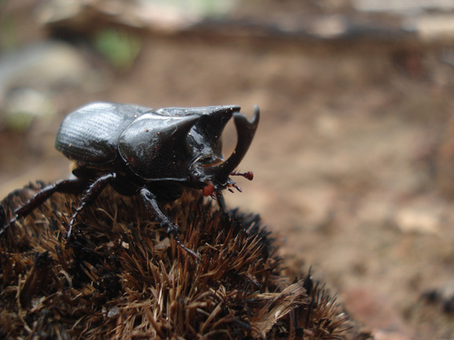 Xenodorus janus