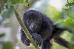Alouatta pigra