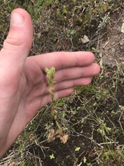 Pterostylis cycnocephala