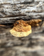 Gloeophyllum sepiarium