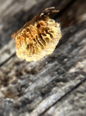 Gloeophyllum sepiarium