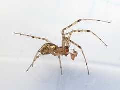 Pityohyphantes