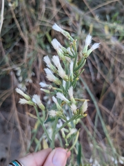 Baccharis salicina